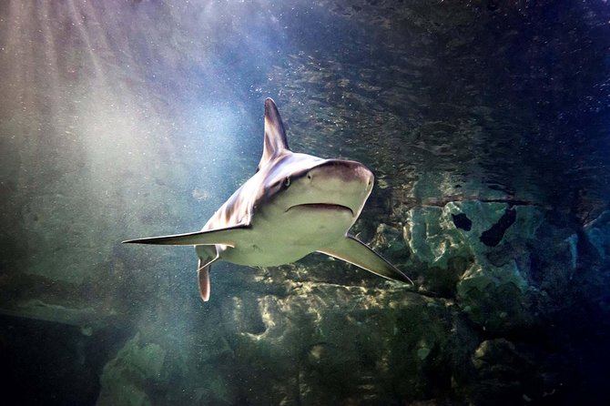 SEA LIFE Great Yarmouth General Admission - Explore Exhibits and Displays