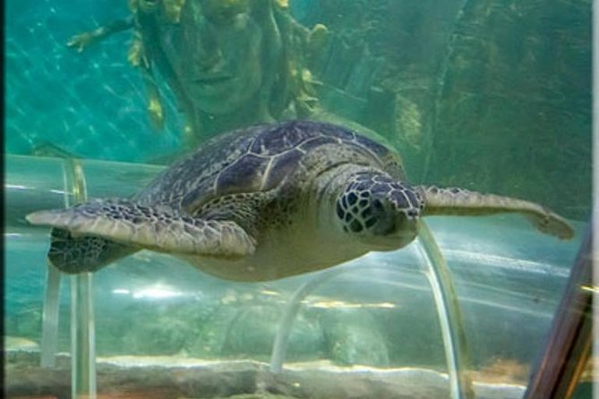 SEA LIFE Great Yarmouth General Admission - Interact With Marine Life