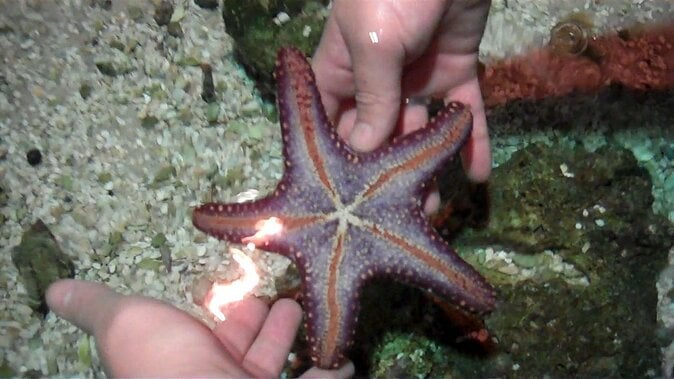 SEA LIFE Hannover Ticket - Good To Know