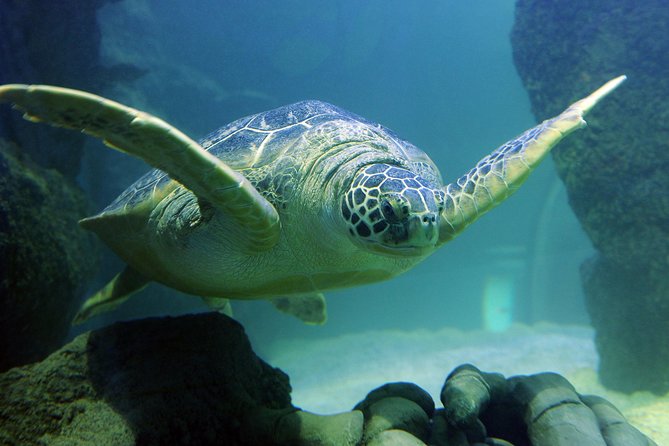 SEA LIFE Kansas City Aquarium Admission Ticket - Underwater Glass Tunnel
