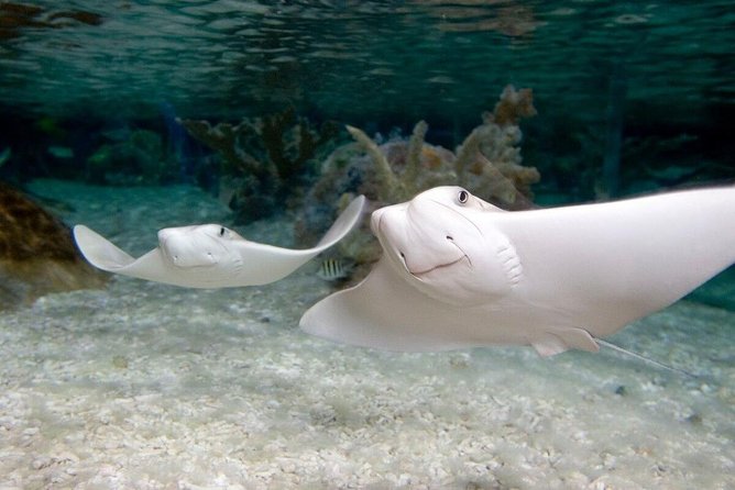SEA LIFE Kansas City Aquarium Admission Ticket - Additional Information