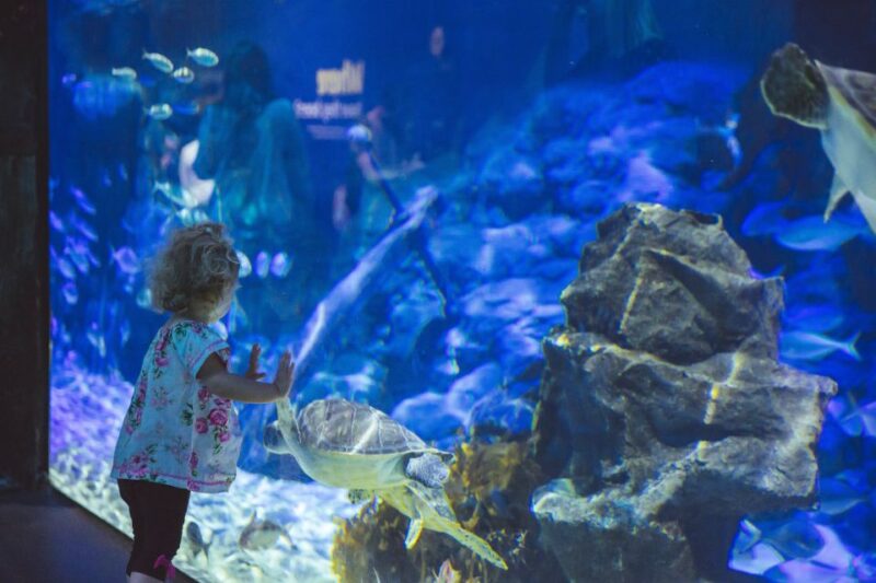 Sea Life Kelly Tarltons Aquarium General Admission - Exhibits and Experiences