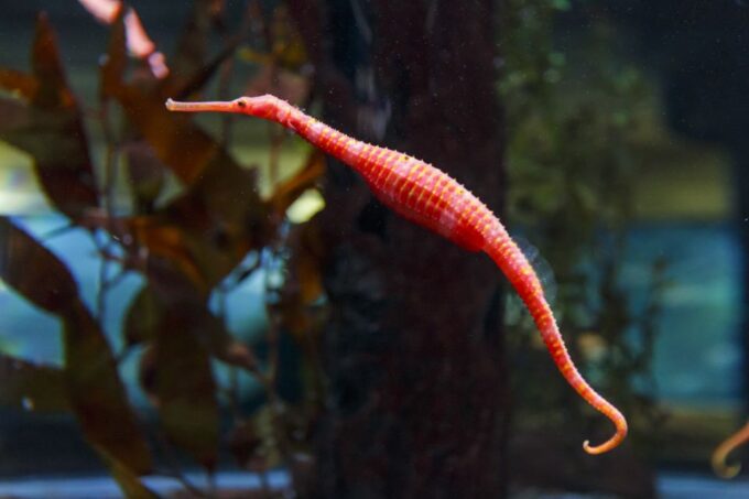 Sea Life Kelly Tarltons Aquarium General Admission - Spiny Sea Dragons