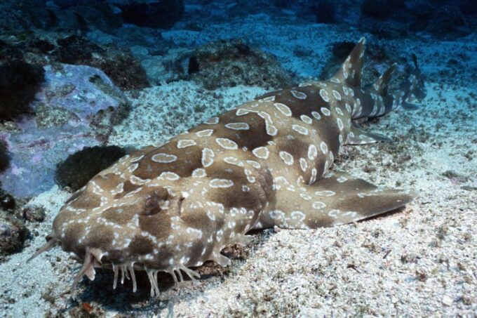 Sea Life Kelly Tarltons Aquarium General Admission - Underwater Viewing Tunnels