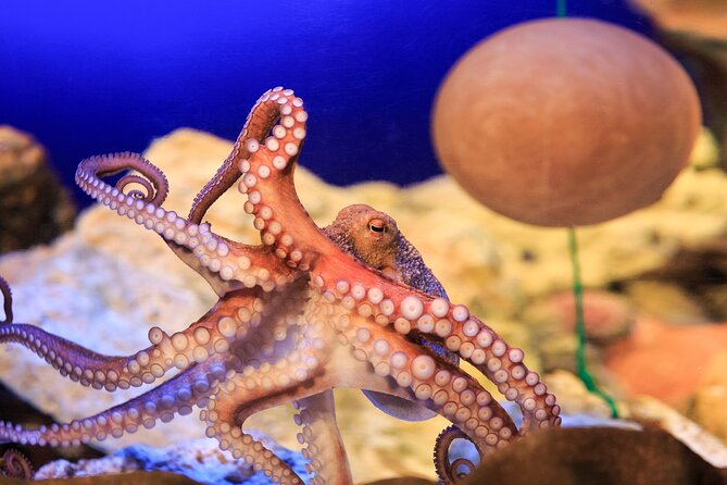 SEA LIFE Konstanz Admission Ticket - Admission and Ticket Information