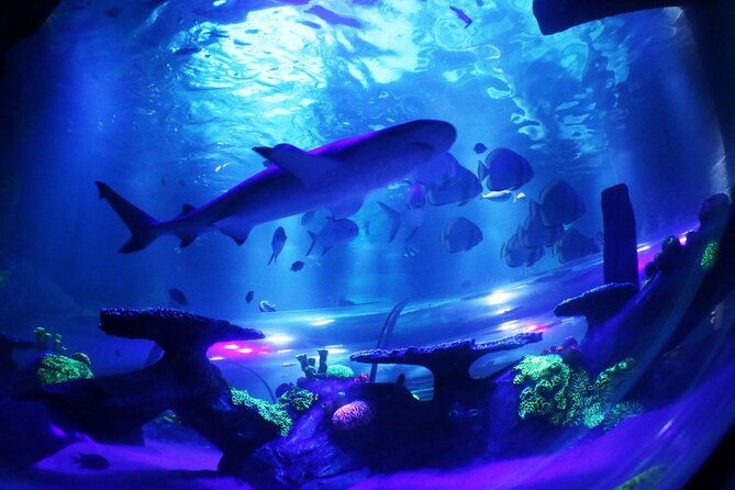 SEA LIFE Konstanz Admission Ticket - Penguin, Shark, and Ray Observation
