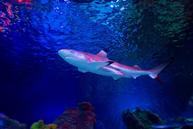 SEA LIFE Loch Lomond General Admission Ticket - Attractions and Experiences