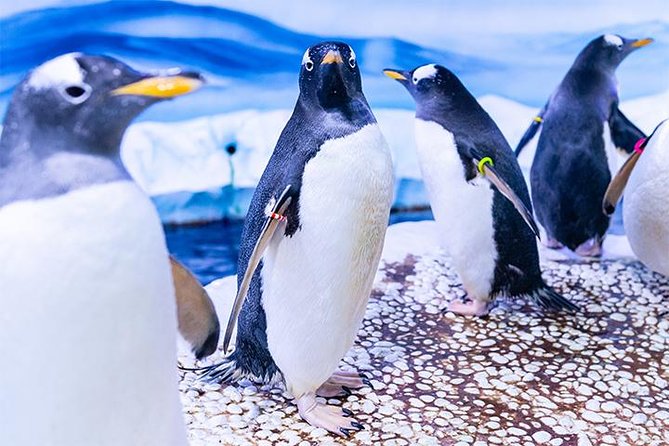 SEA LIFE London Aquarium Admission Ticket - Cancellation Policy