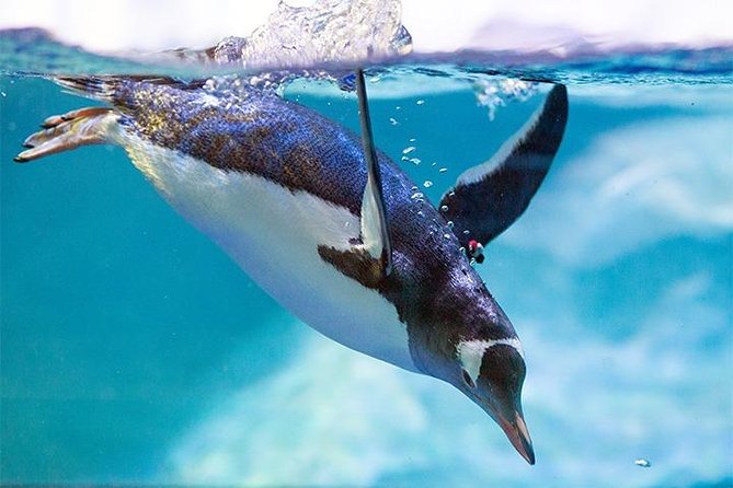 SEA LIFE Manchester Admission Ticket - Ticket Booking Process