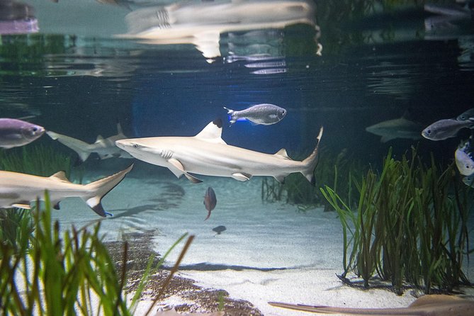 SEA LIFE Oberhausen Admission Ticket - Underwater Dome and Attractions