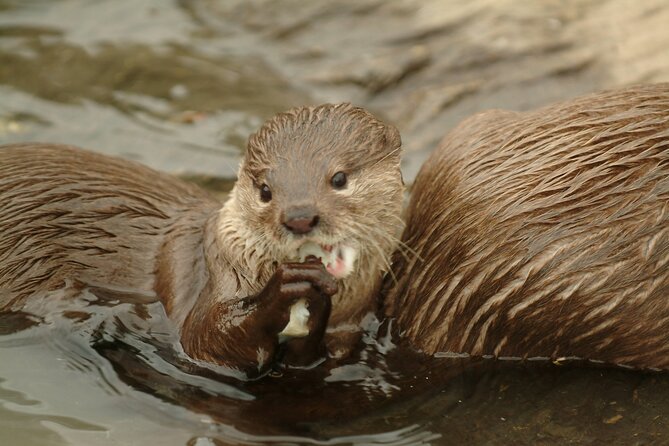 SEA LIFE Oberhausen Admission Ticket - Animal Feeding Opportunities