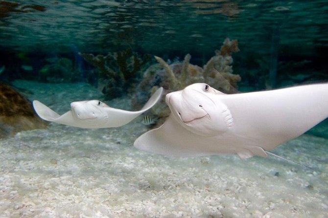 SEA LIFE Orlando Aquarium - Accessibility and Facilities