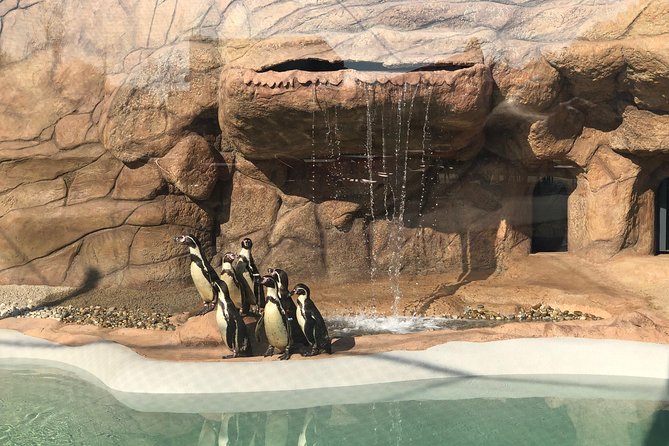 SEA LIFE Porto Entrance Ticket - Operating Days and Hours