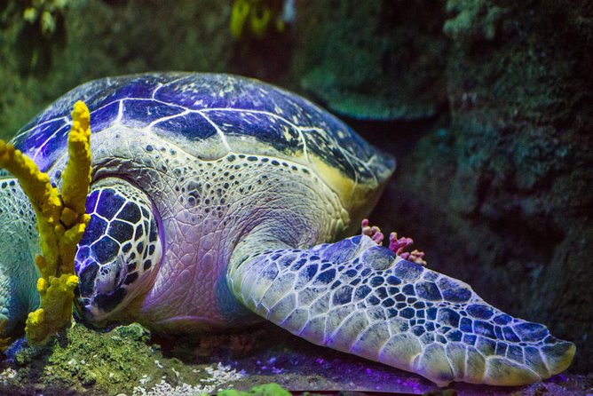 SEA LIFE Porto Entrance Ticket - On-site Amenities and Services