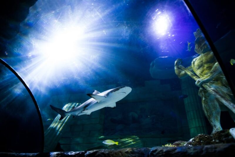 SEA LIFE Porto Full-Day Entrance Ticket - Visitor Experiences