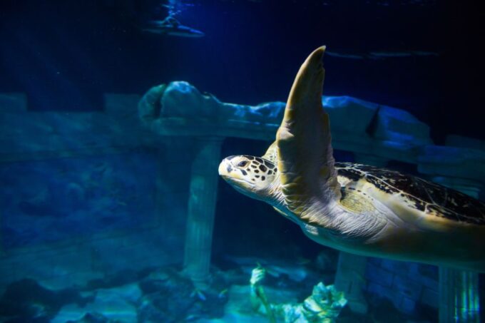 SEA LIFE Porto Full-Day Entrance Ticket - Customer Ratings
