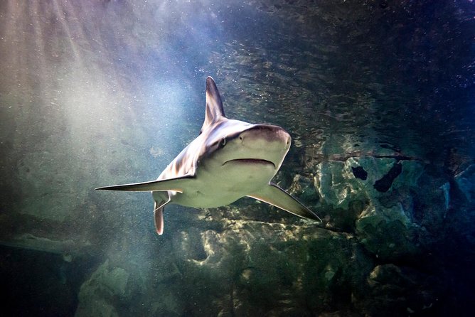 SEA LIFE San Antonio Admission Ticket - Accessibility and Amenities