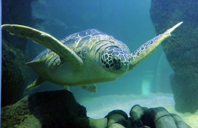 SEA LIFE San Antonio Admission Ticket - Suitability for All Ages