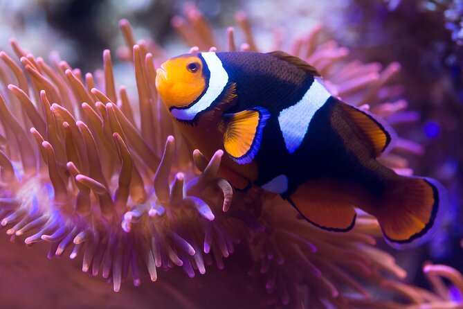 SEA LIFE Speyer Admission Ticket - Journey Through the Rhine