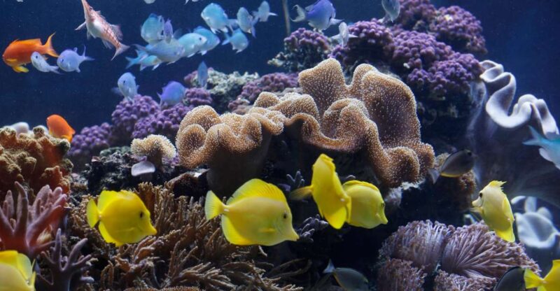 Sea Life Speyer Ticket - Animal Exhibits