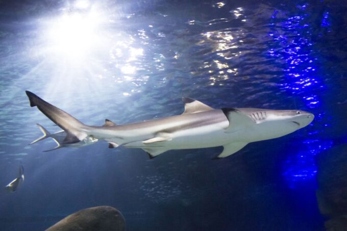 Sea Life Speyer Ticket - Cancellation Policy