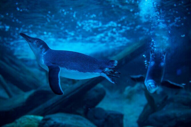 SEA LIFE Sunshine Coast Aquarium Entrance Ticket - Final Thoughts: Is It Worth a Visit?