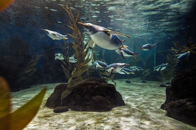 SEA LIFE Sydney Aquarium Entrance Ticket - Visitor Feedback and Reviews