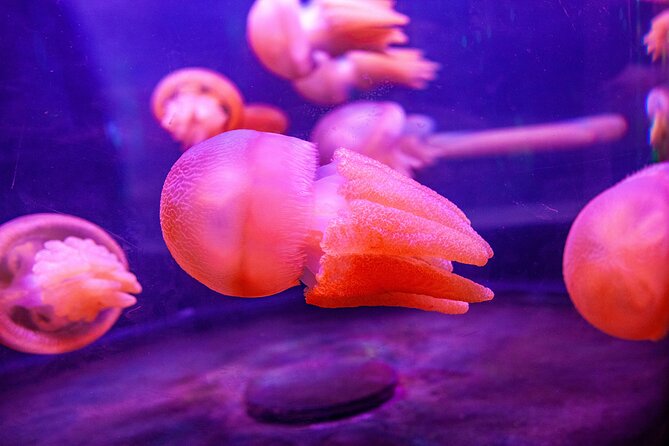 SEA LIFE Sydney Aquarium Entrance Ticket - Highlights and Key Features