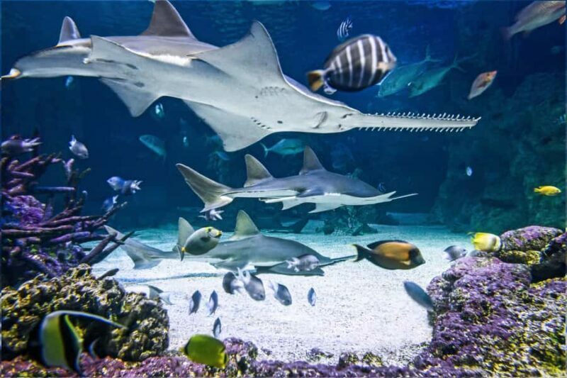 SEA LIFE Sydney Aquarium Entry Ticket - Exploring SEA LIFE Sydney Aquarium: An Insider’s Look