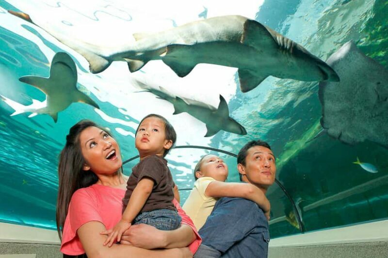 SEA LIFE Sydney Aquarium Entry Ticket - Why Choose SEA LIFE Sydney Aquarium?
