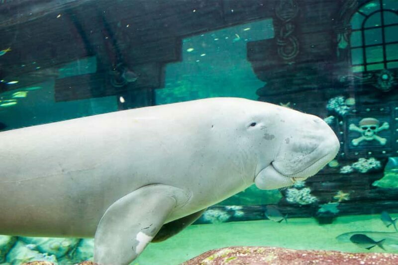 SEA LIFE Sydney Aquarium Entry Ticket - Final Thoughts