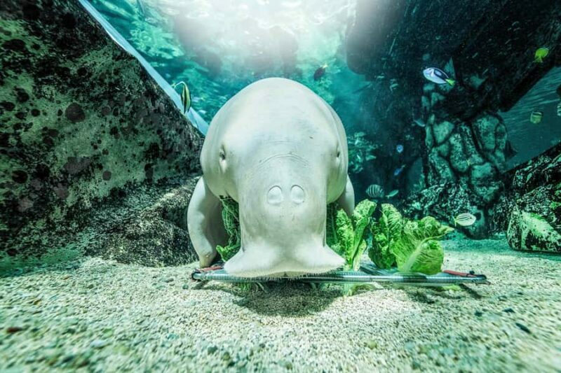SEA LIFE Sydney Aquarium Entry Ticket - FAQs