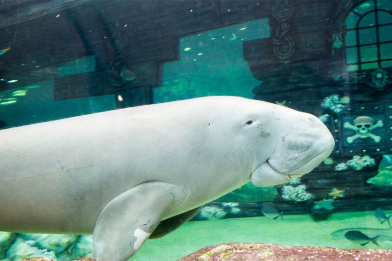 SEA LIFE Sydney Aquarium - Exhibits and Highlights