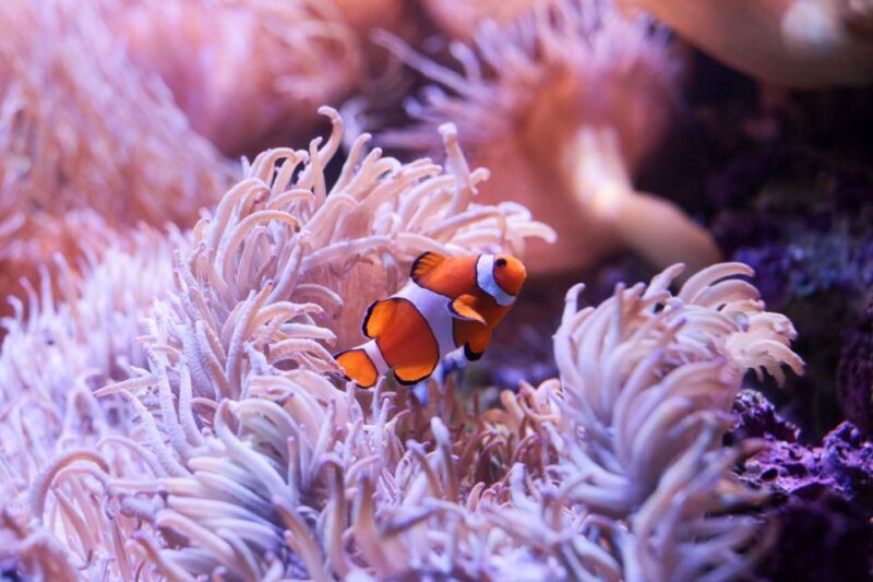 SEA LIFE Sydney Aquarium - Visiting Hours and Access