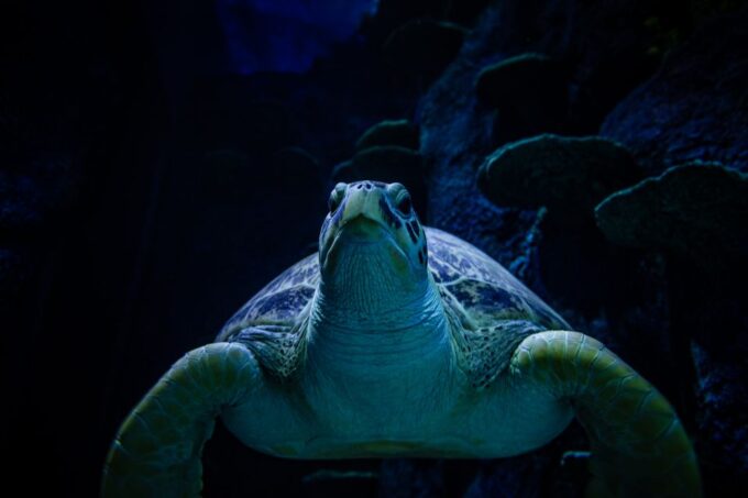 SEA LIFE Sydney Aquarium - Sea Life Diversity