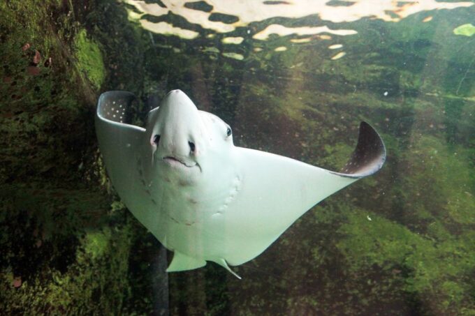 SEA LIFE Sydney Aquarium - Location and Directions