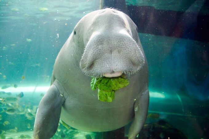 SEA LIFE Sydney Aquarium - Recap