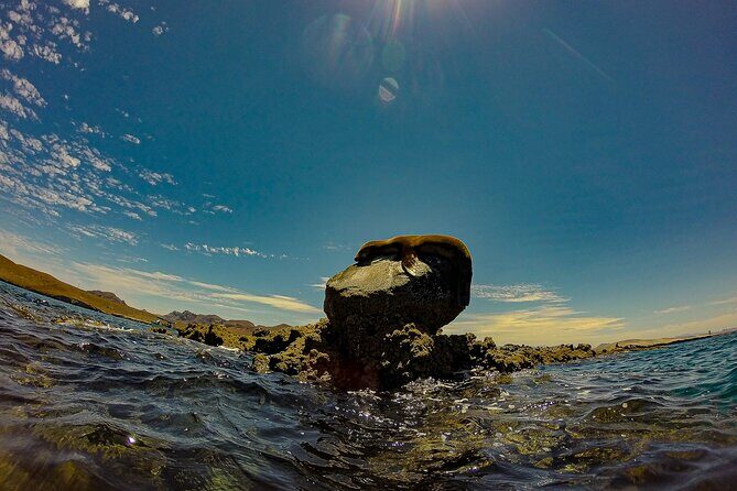 Sea Lion Snorkeling & Island Beach Picnic Espíritu Santo Tour - Discovering La Pazs Marine Charm