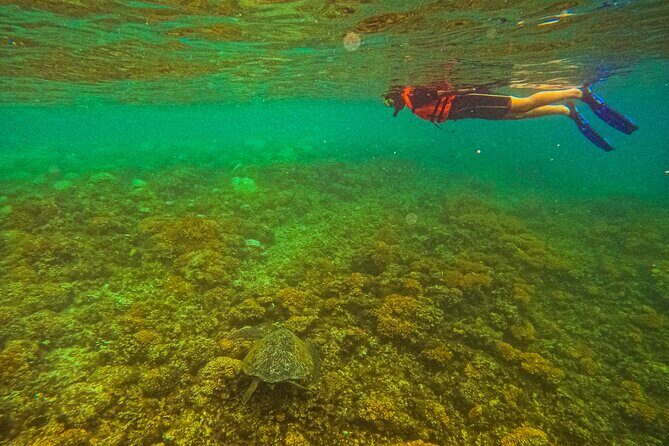 Sea Lion Snorkeling & Island Beach Picnic Espíritu Santo Tour - FAQs