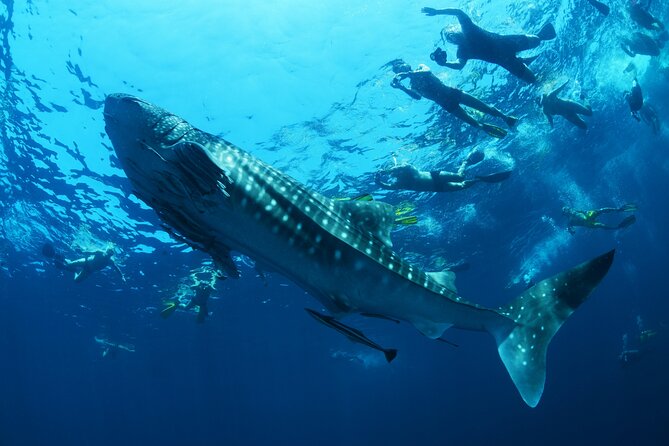 Sea of Cortez Combo: Whale Sharks, Sea Lions & Balandra Beach - Whats Included