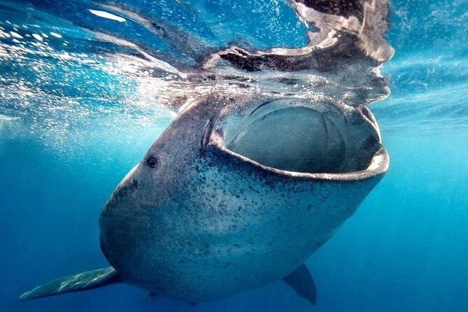 Sea of Cortez Combo: Whale Sharks, Sea Lions & Balandra Beach - Meeting and Pickup
