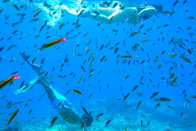 Sea of Cortez Combo: Whale Sharks, Sea Lions & Balandra Beach - Availability and Restrictions