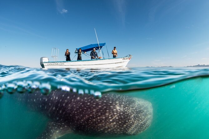 Sea of Cortez Combo: Whale Sharks, Sea Lions & Balandra Beach - Exploring the Sea of Cortez
