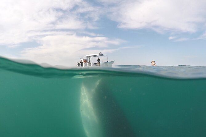 Sea of Cortez Combo: Whale Sharks, Sea Lions & Balandra Beach - Encountering Whale Sharks