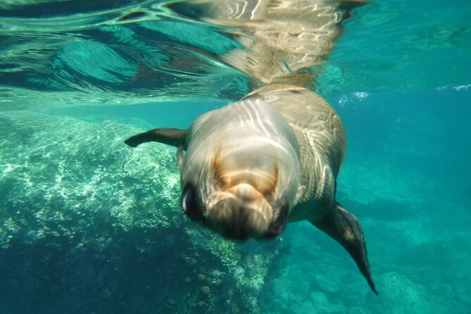 Sea of Cortez Combo: Whale Sharks, Sea Lions & Balandra Beach - Interacting With Sea Lions
