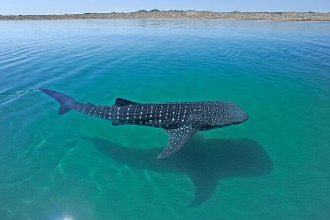 Sea of Cortez Combo: Whale Sharks, Sea Lions & Balandra Beach - Visiting Balandra Beach