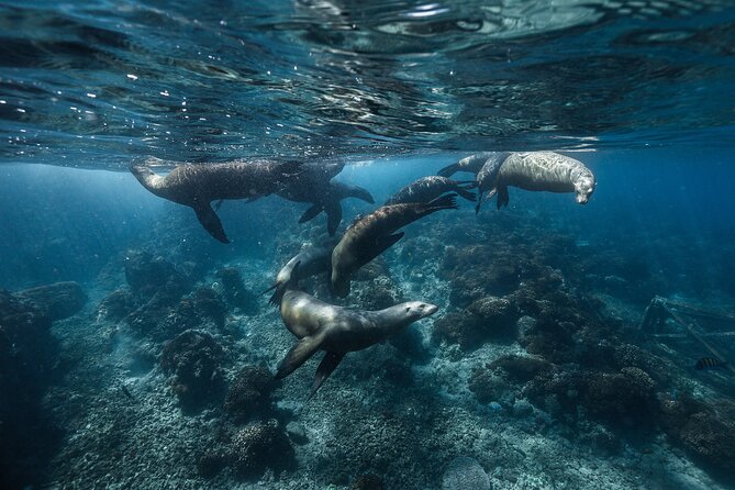 Sea of Cortez Day Adventure Activity With Snorkel and Paddleboard in La Paz - Health and Accessibility