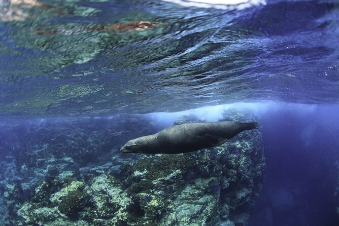 Sea of Cortez Day Adventure Activity With Snorkel and Paddleboard in La Paz - Snorkeling and Paddleboarding