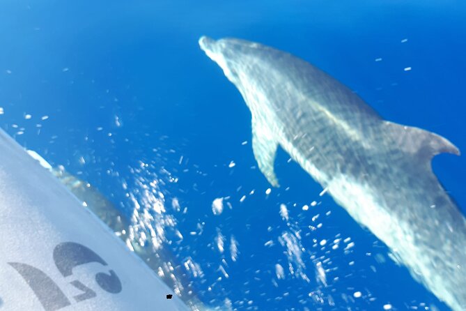 SEA Safari, Dolphins, Whales, Snorkeling, Snack and Drink, 2 H Speedboat - Pricing and Cancellation Policy