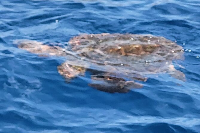 SEA Safari. to Masca, Dolphins, Whales, 3h Speedboat - Meeting Location